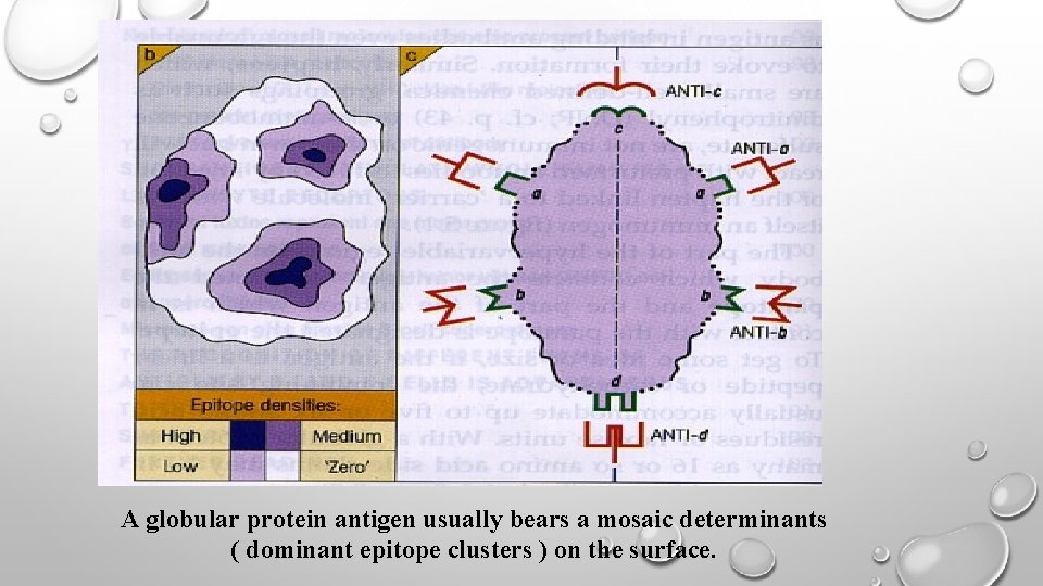 A globular protein antigen usually bears a mosaic determinants ( dominant epitope clusters )