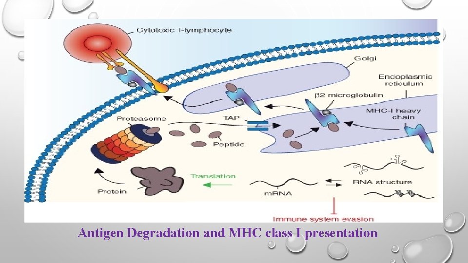Antigen Degradation and MHC class I presentation 