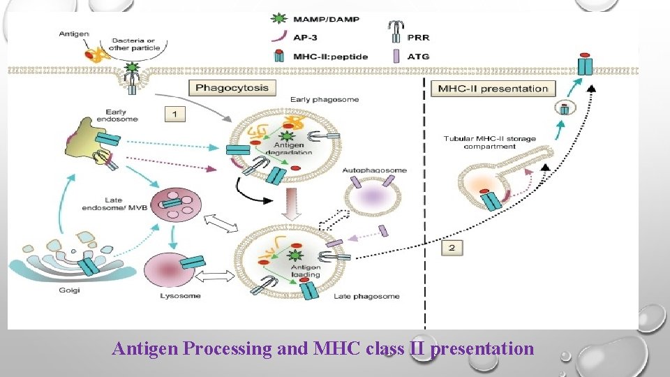 Antigen Processing and MHC class II presentation 