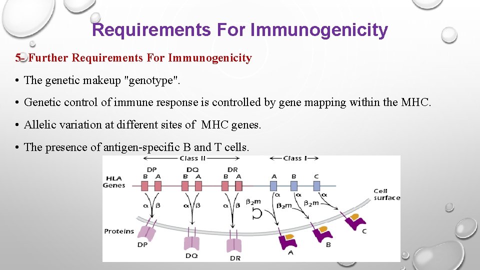 Requirements For Immunogenicity 5 - Further Requirements For Immunogenicity • The genetic makeup "genotype".