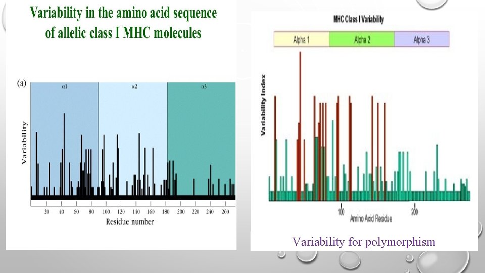 Variability for polymorphism 