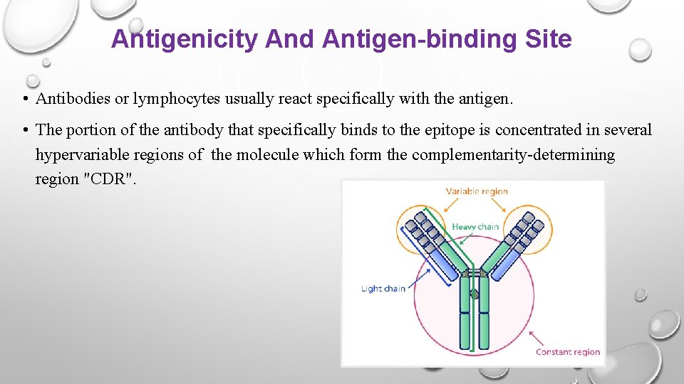 Antigenicity And Antigen-binding Site • Antibodies or lymphocytes usually react specifically with the antigen.