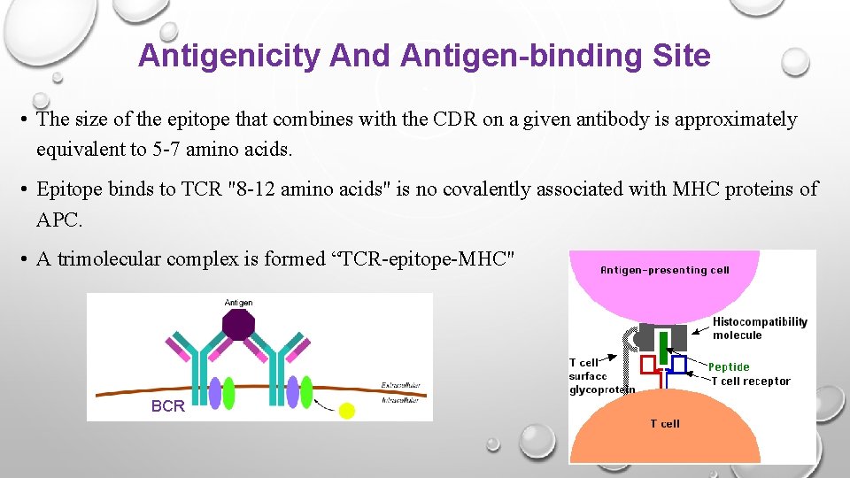 Antigenicity And Antigen-binding Site • The size of the epitope that combines with the