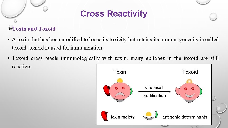 Cross Reactivity ØToxin and Toxoid • A toxin that has been modified to loose