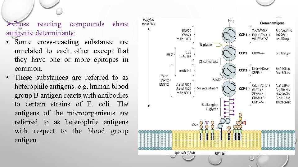 ØCross reacting compounds share antigenic determinants: • Some cross-reacting substance are unrelated to each