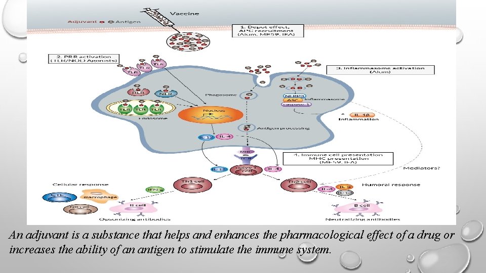 An adjuvant is a substance that helps and enhances the pharmacological effect of a