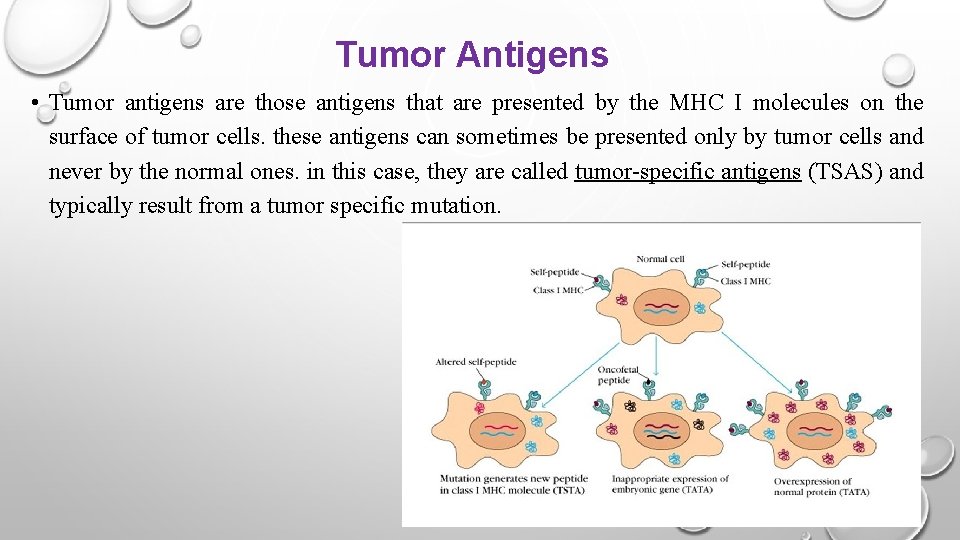 Tumor Antigens • Tumor antigens are those antigens that are presented by the MHC