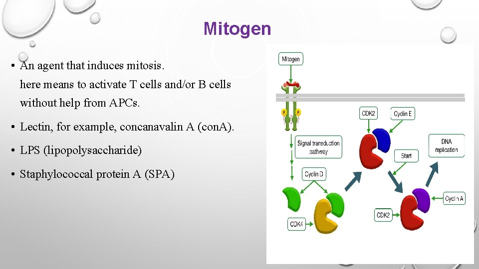 Mitogen • An agent that induces mitosis. here means to activate T cells and/or