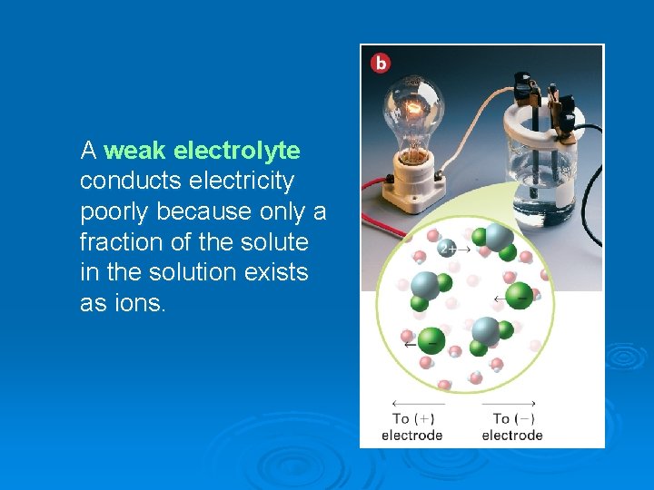 A weak electrolyte conducts electricity poorly because only a fraction of the solute in