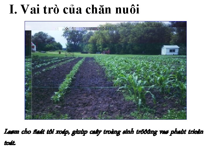 I. Vai trò của chăn nuôi Laøm cho ñaát tôi xoáp, giuùp caây troàng