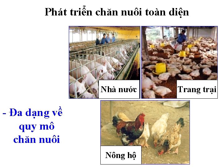 Phát triển chăn nuôi toàn diện Nhà nước - Đa dạng về quy mô