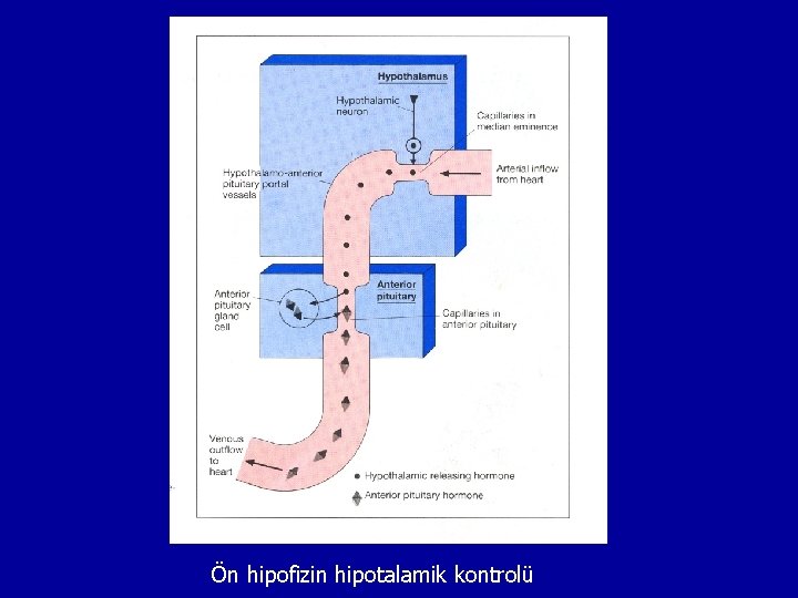 Ön hipofizin hipotalamik kontrolü 