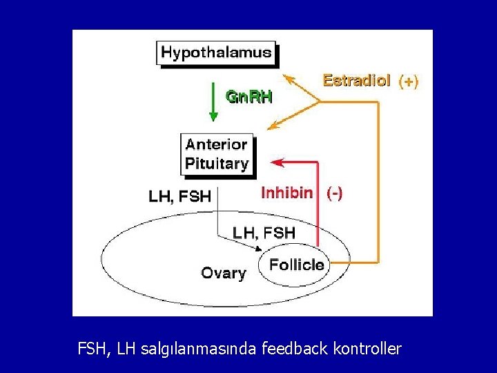 FSH, LH salgılanmasında feedback kontroller 