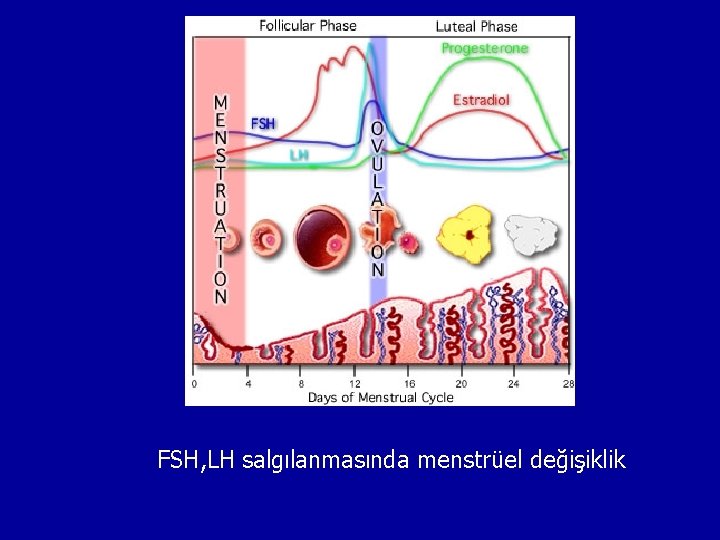 FSH, LH salgılanmasında menstrüel değişiklik 