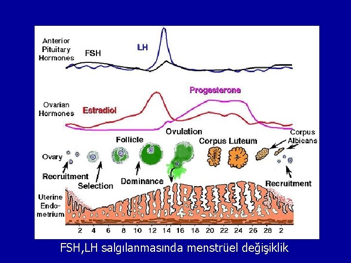 FSH, LH salgılanmasında menstrüel değişiklik 