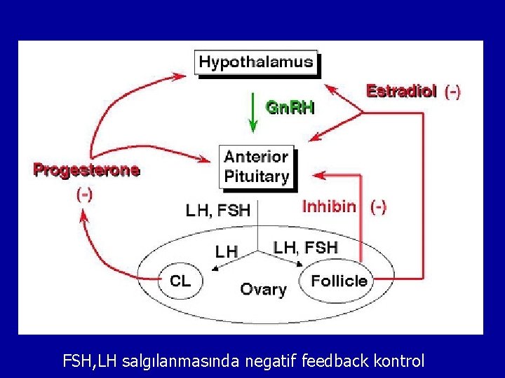 FSH, LH salgılanmasında negatif feedback kontrol 