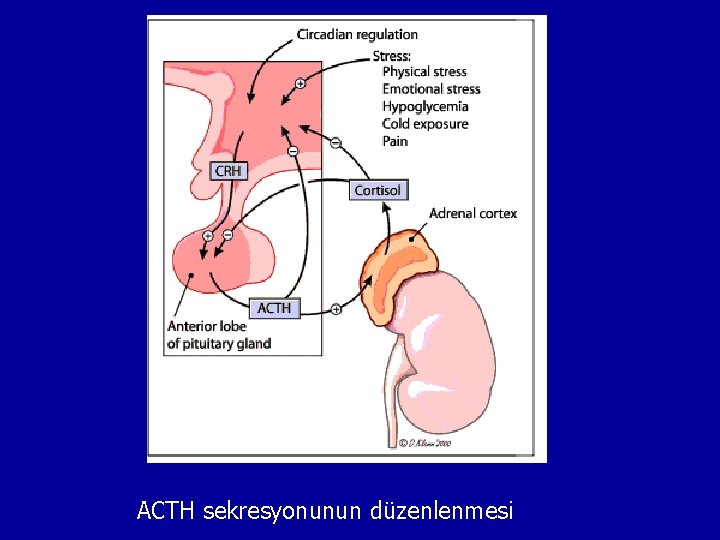 ACTH sekresyonunun düzenlenmesi 