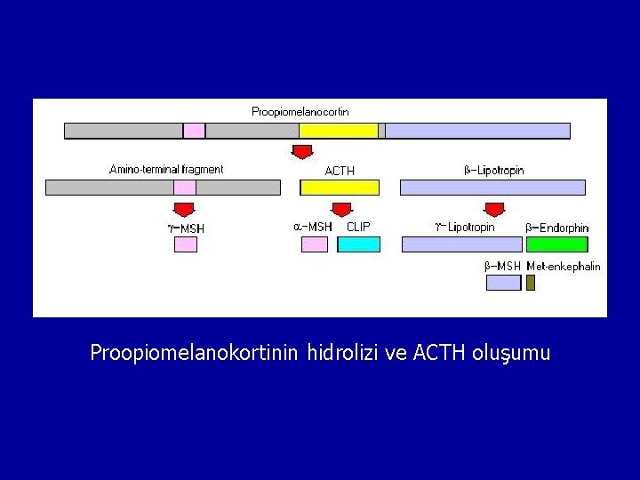 Proopiomelanokortinin hidrolizi ve ACTH oluşumu 