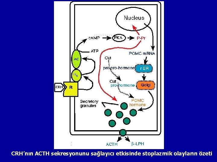 CRH’nın ACTH sekresyonunu sağlayıcı etkisinde stoplazmik olayların özeti 