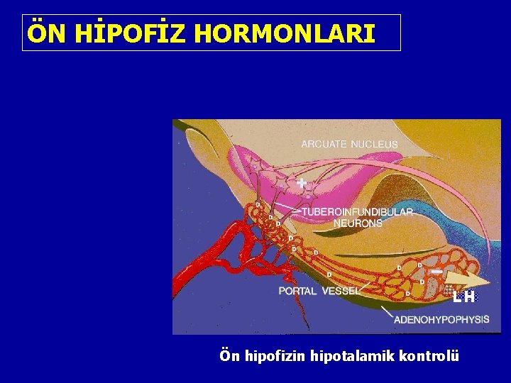 ÖN HİPOFİZ HORMONLARI Ön hipofizin hipotalamik kontrolü 
