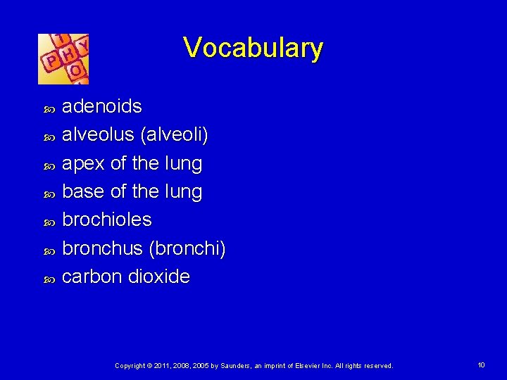 Vocabulary adenoids alveolus (alveoli) apex of the lung base of the lung brochioles bronchus