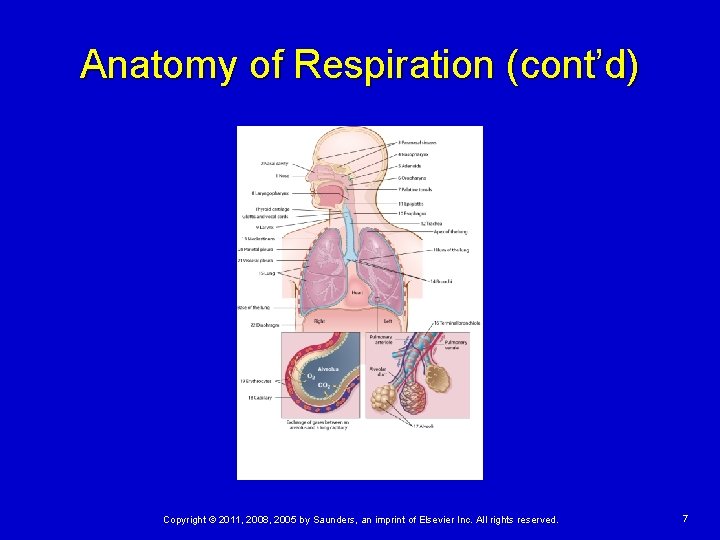 Anatomy of Respiration (cont’d) Copyright © 2011, 2008, 2005 by Saunders, an imprint of