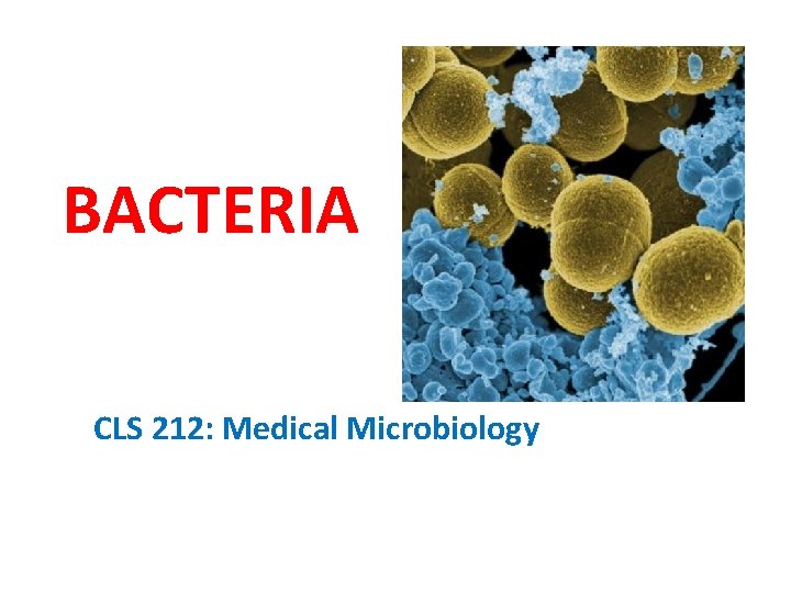 BACTERIA CLS 212: Medical Microbiology 