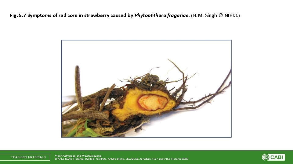 Fig. 5. 7 Symptoms of red core in strawberry caused by Phytophthora fragariae. (H.