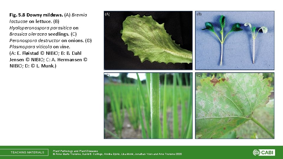 Fig. 5. 8 Downy mildews. (A) Bremia lactucae on lettuce. (B) Hyaloperonospora parasitica on