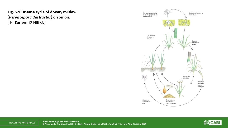 Fig. 5. 9 Disease cycle of downy mildew (Peronospora destructor) on onion. ( H.