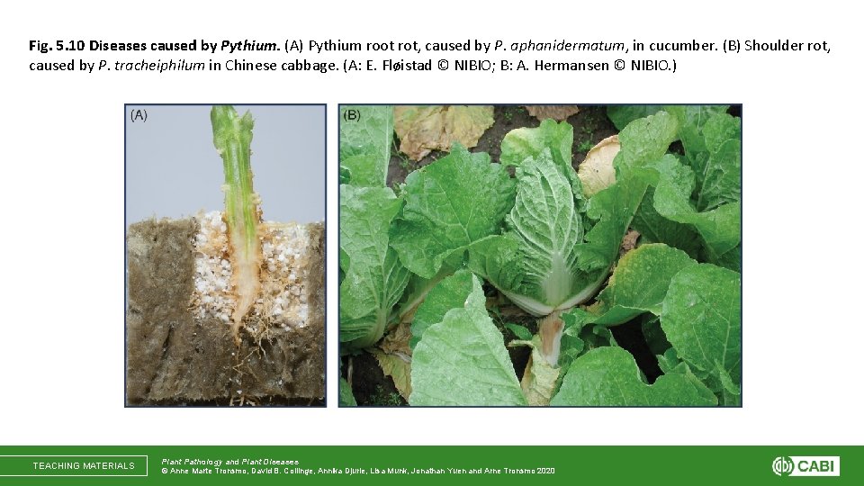 Fig. 5. 10 Diseases caused by Pythium. (A) Pythium root rot, caused by P.