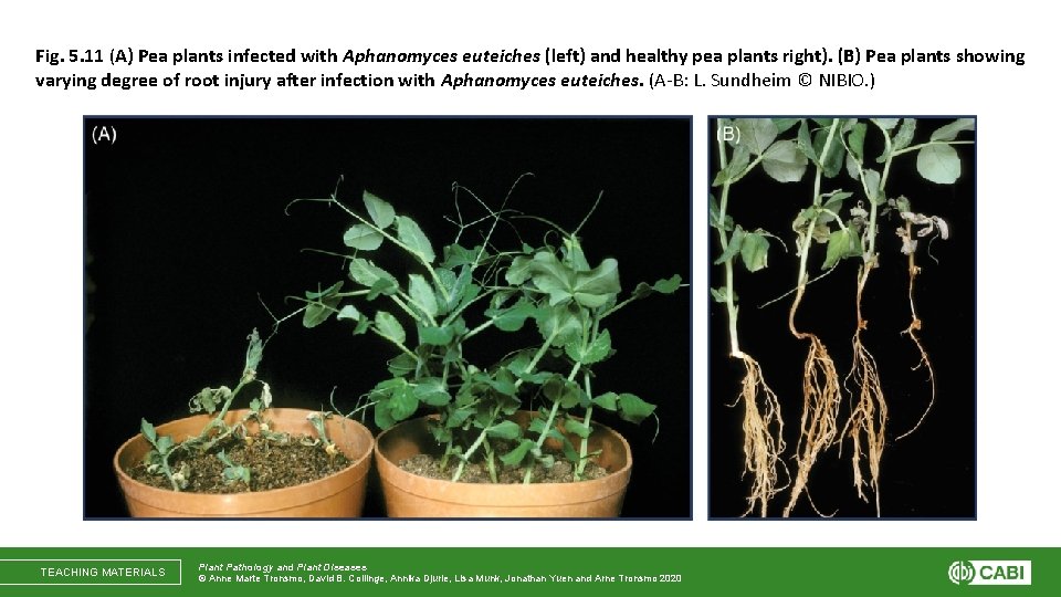 Fig. 5. 11 (A) Pea plants infected with Aphanomyces euteiches (left) and healthy pea