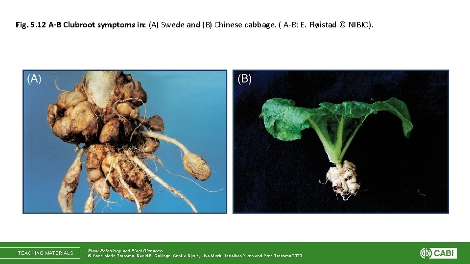 Fig. 5. 12 A-B Clubroot symptoms in: (A) Swede and (B) Chinese cabbage. (