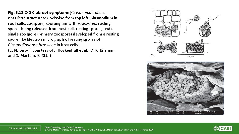 Fig. 5. 12 C-D Clubroot symptoms (C) Plasmodiophora brassicae structures: clockwise from top left: