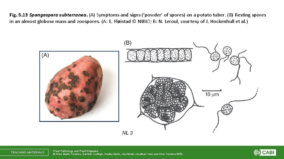 Fig. 5. 13 Spongospora subterranea. (A) Symptoms and signs (‘powder’ of spores) on a