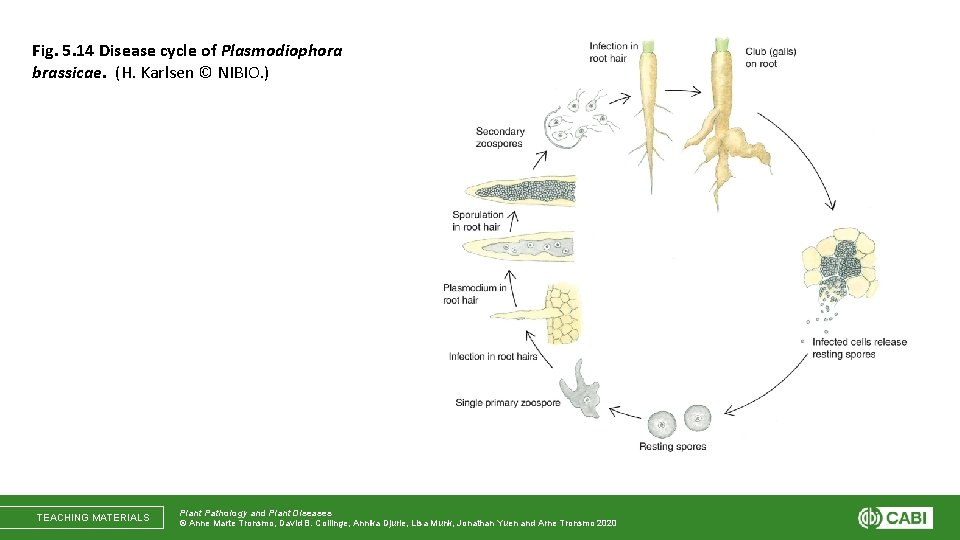 Fig. 5. 14 Disease cycle of Plasmodiophora brassicae. (H. Karlsen © NIBIO. ) TEACHING