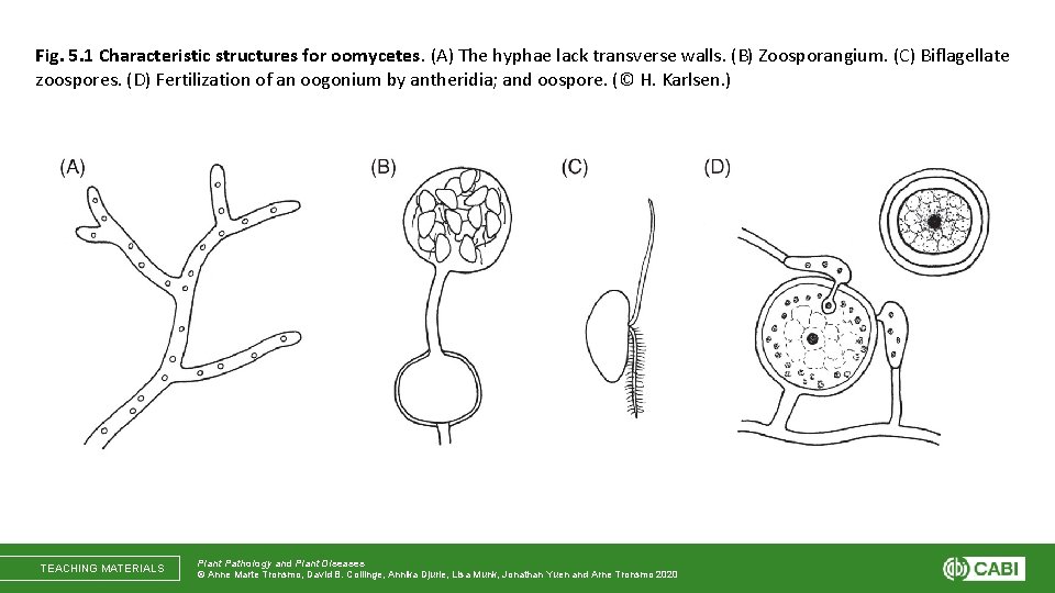 Fig. 5. 1 Characteristic structures for oomycetes. (A) The hyphae lack transverse walls. (B)