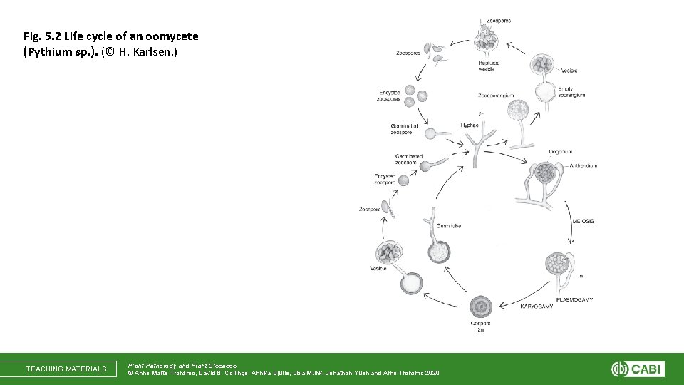 Fig. 5. 2 Life cycle of an oomycete (Pythium sp. ). (© H. Karlsen.