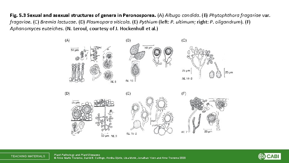 Fig. 5. 3 Sexual and asexual structures of genera in Peronosporea. (A) Albugo candida.