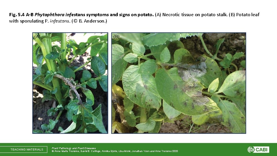 Fig. 5. 4 A-B Phytophthora infestans symptoms and signs on potato. (A) Necrotic tissue