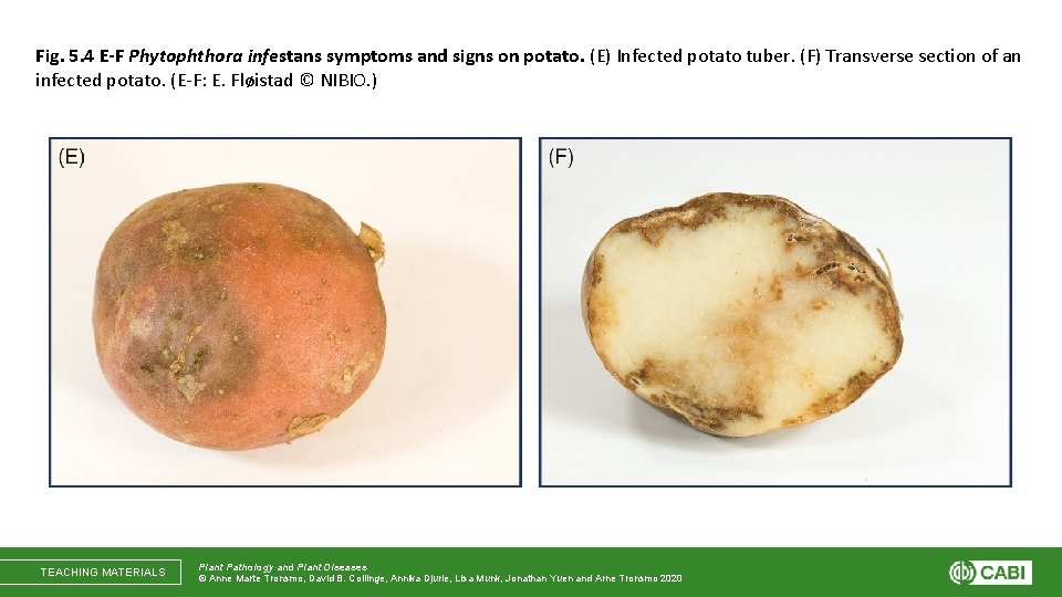 Fig. 5. 4 E-F Phytophthora infestans symptoms and signs on potato. (E) Infected potato