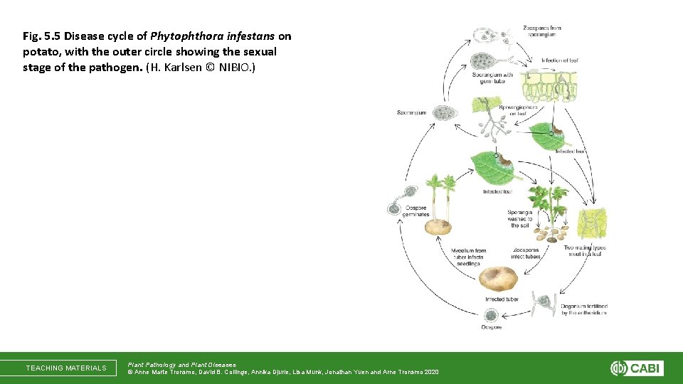 Fig. 5. 5 Disease cycle of Phytophthora infestans on potato, with the outer circle