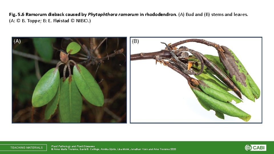 Fig. 5. 6 Ramorum dieback caused by Phytophthora ramorum in rhododendron. (A) Bud and