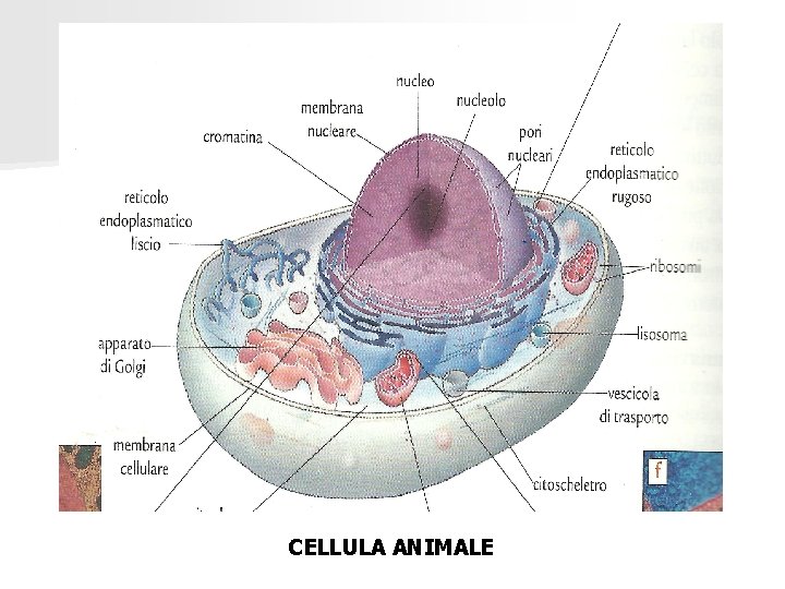 CELLULA ANIMALE 