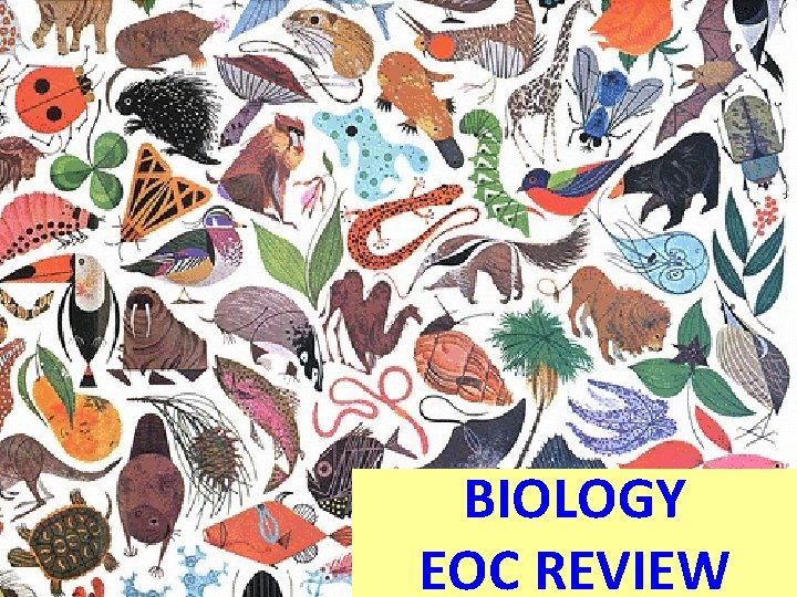 BIOLOGY EOC REVIEW 