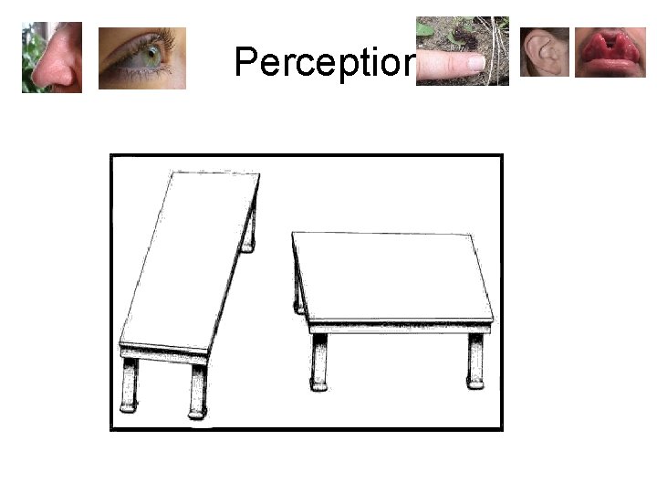 Perception 