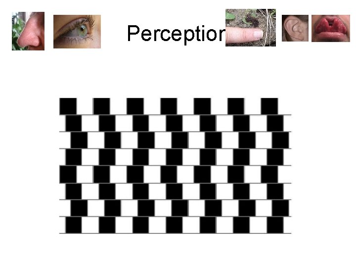 Perception 
