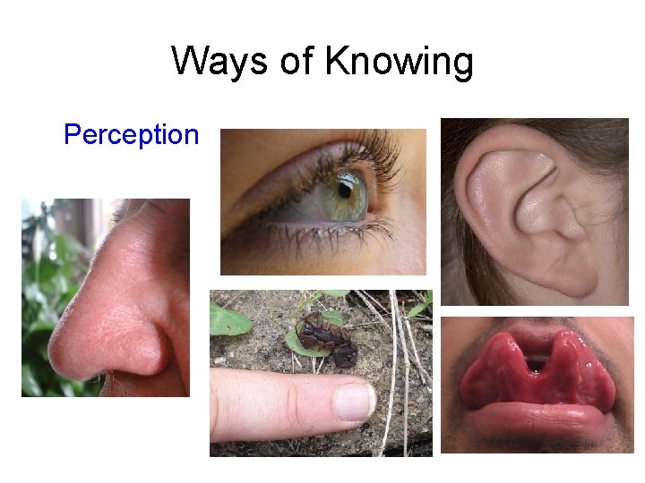 Ways of Knowing Perception 