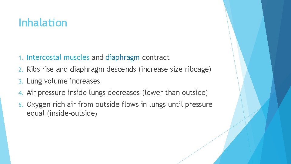 Inhalation 1. Intercostal muscles and diaphragm contract 2. Ribs rise and diaphragm descends (increase Inhalation 1. Intercostal muscles and diaphragm contract 2. Ribs rise and diaphragm descends (increase