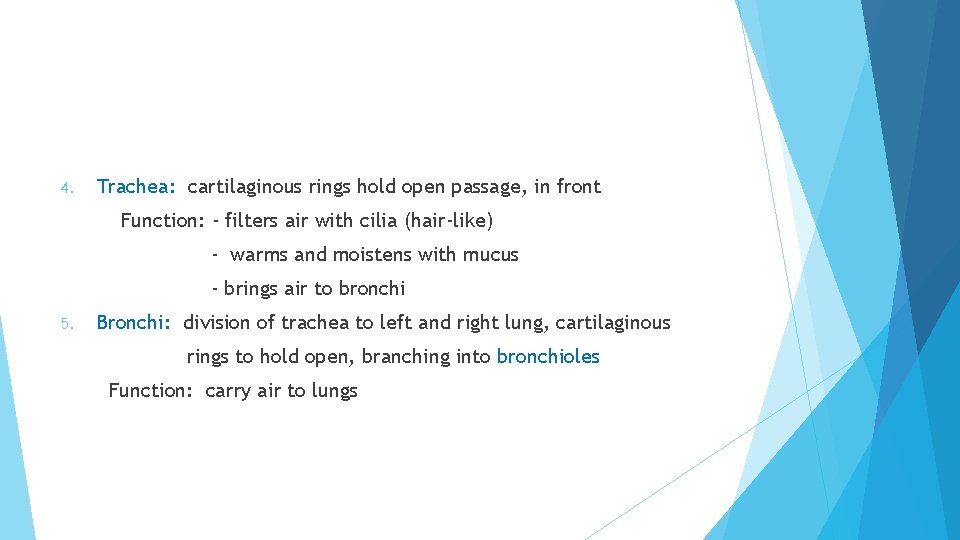 4. Trachea: cartilaginous rings hold open passage, in front Function: - filters air with 4. Trachea: cartilaginous rings hold open passage, in front Function: - filters air with